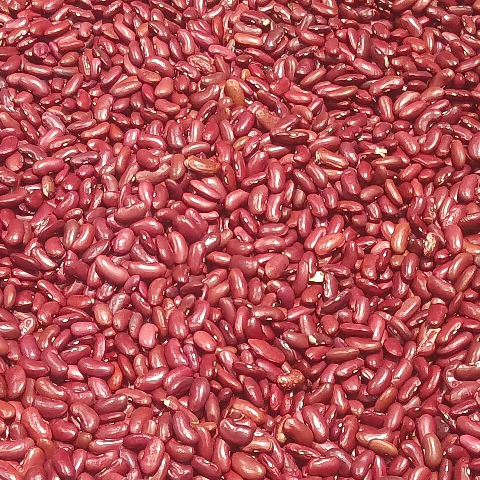 Dried red kidney beans spread in a close view.