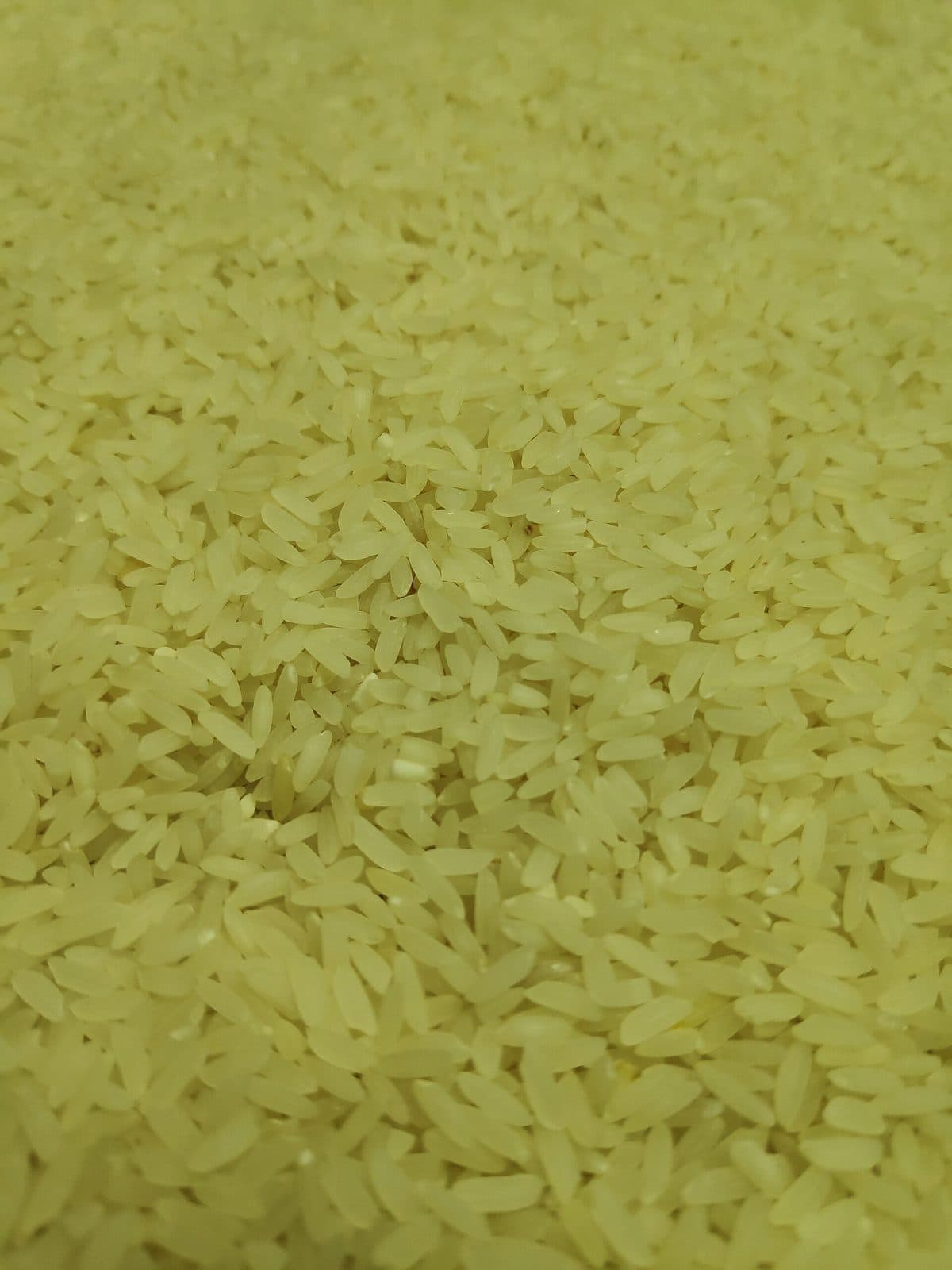A close view of extra-long uncooked white rice grains.