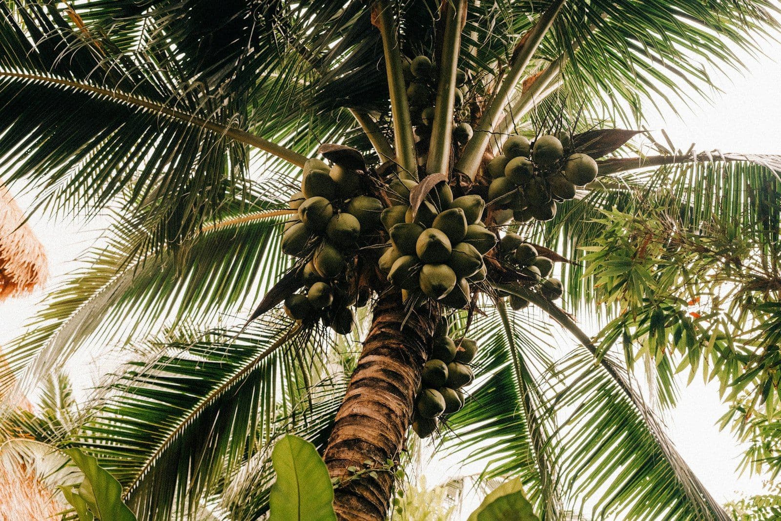 A cluster of green young coconuts hanging in a palm, husks still on.